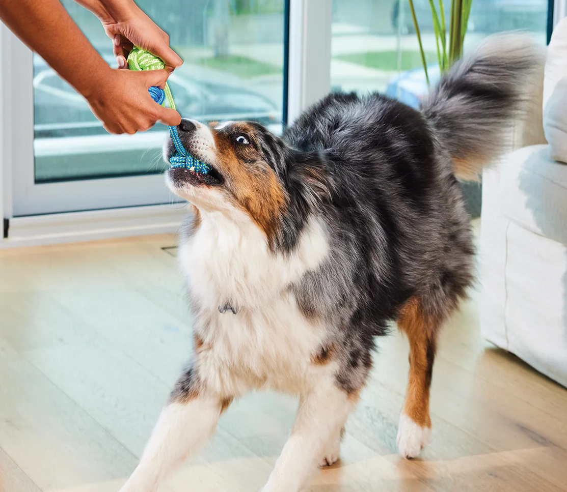 OPEN FARM DOG - Multi + Health Supplement Chews
