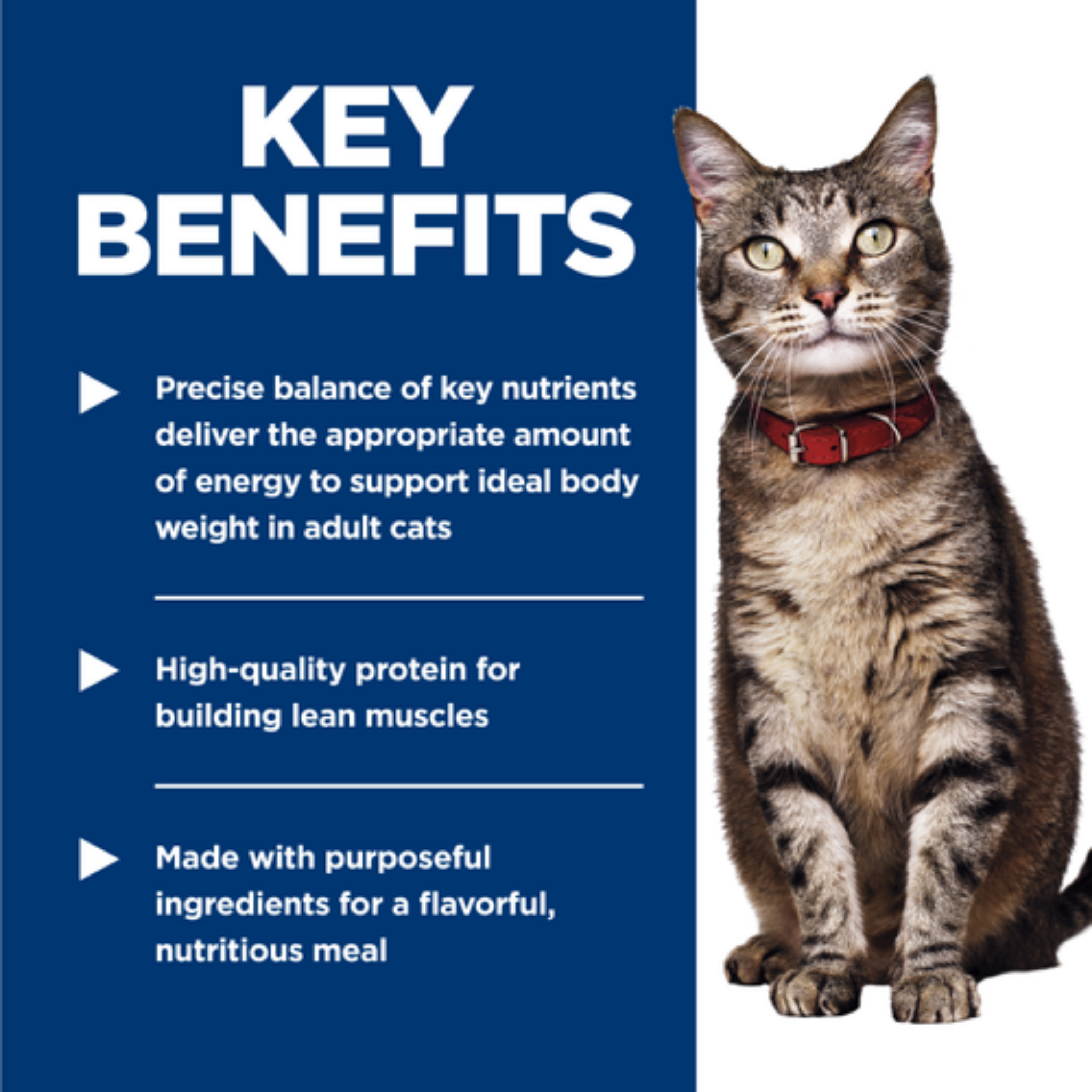 Furville Ocean Fish Wet Food Cat Hills Pet