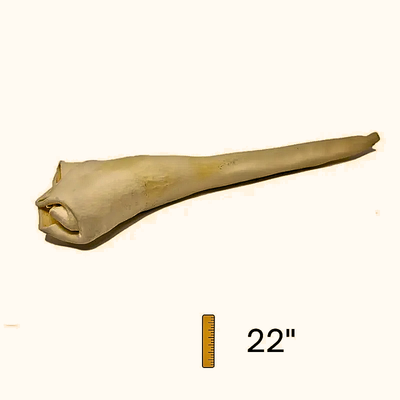 Furville Bull Tail