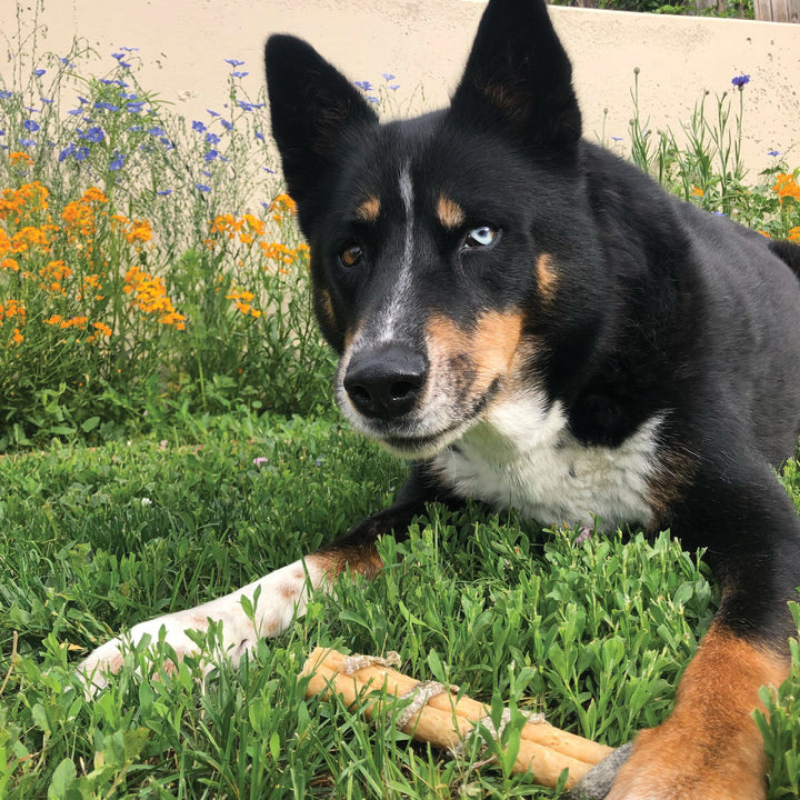 Furville Collagen Dental Chew