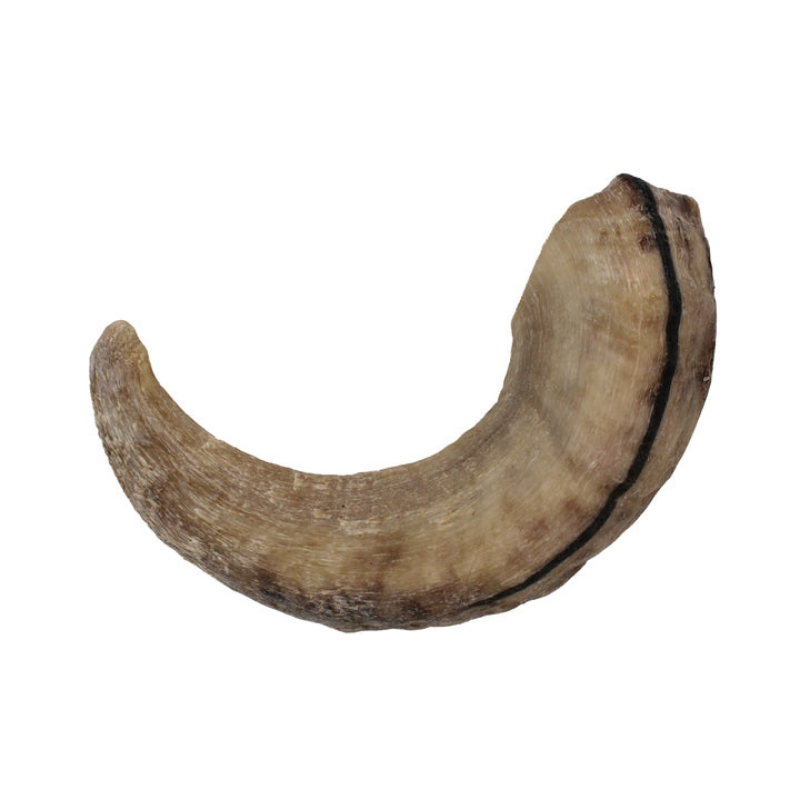 Furville Lamb Horn Chew