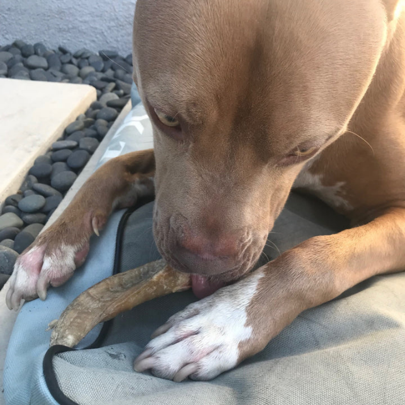 Furville Lamb Horn Chew