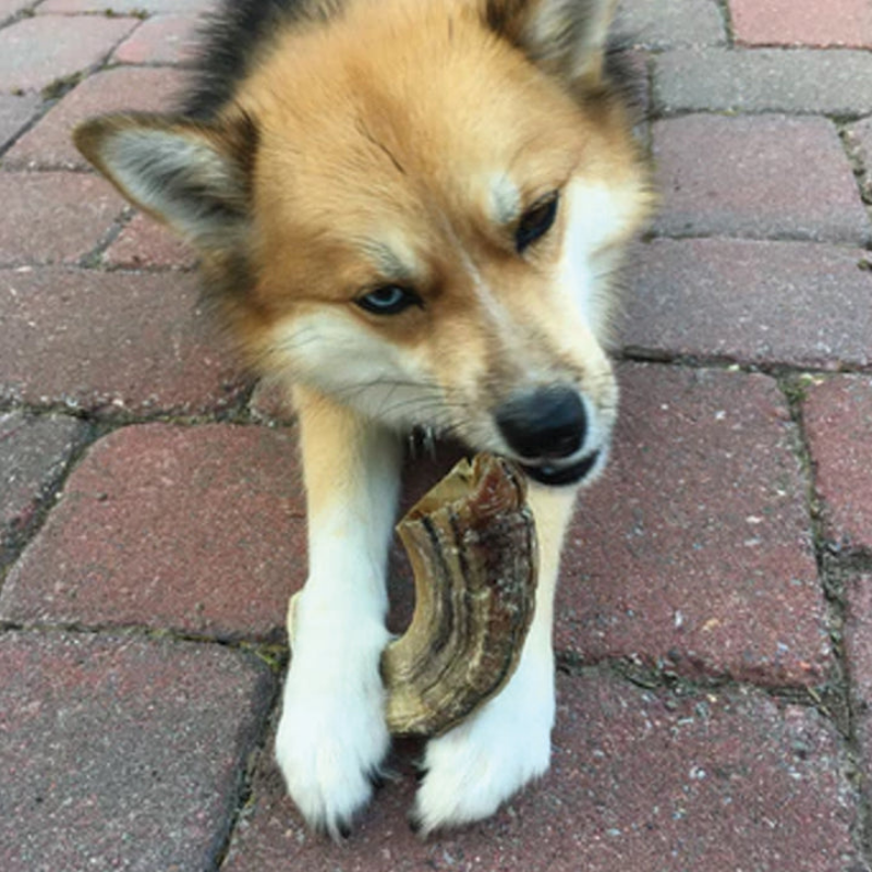 Furville Lamb Horn Chew