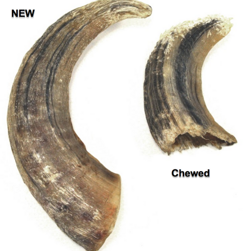 Furville Lamb Horn Chew