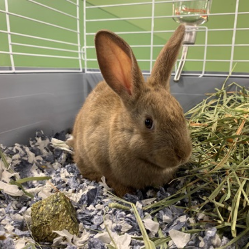 Furville Orchard Grass Hay