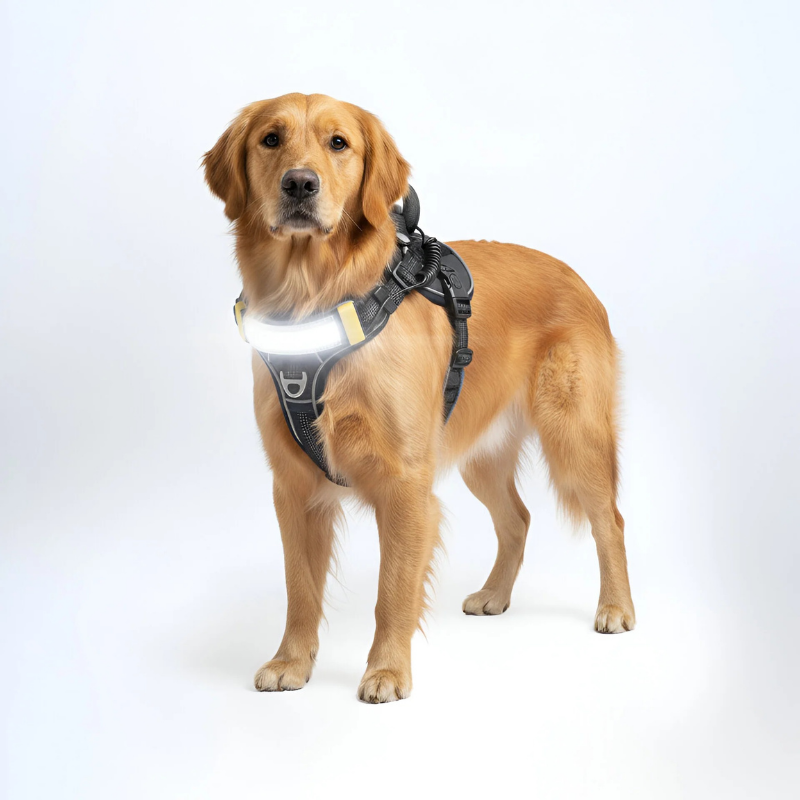 Furville Illuminated Collar
