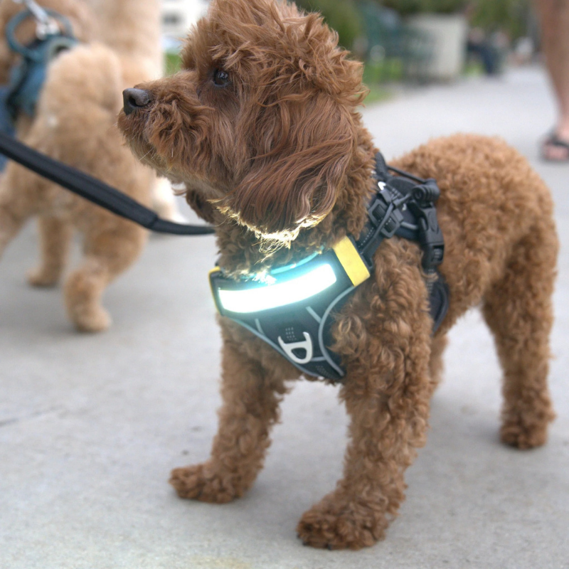 Furville Illuminated Collar