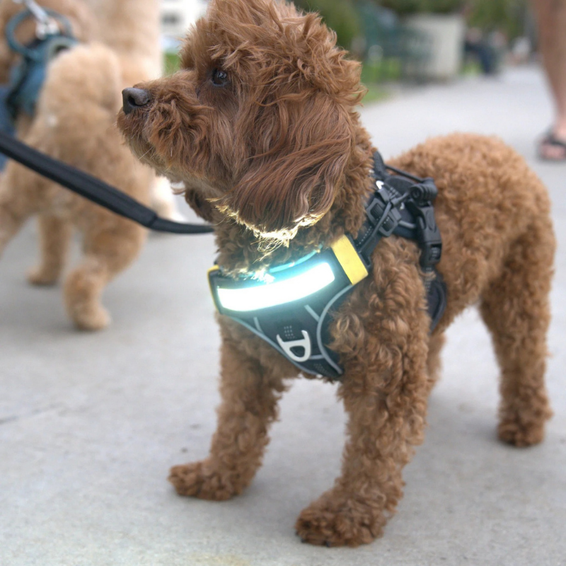 Furville Illuminated Collar