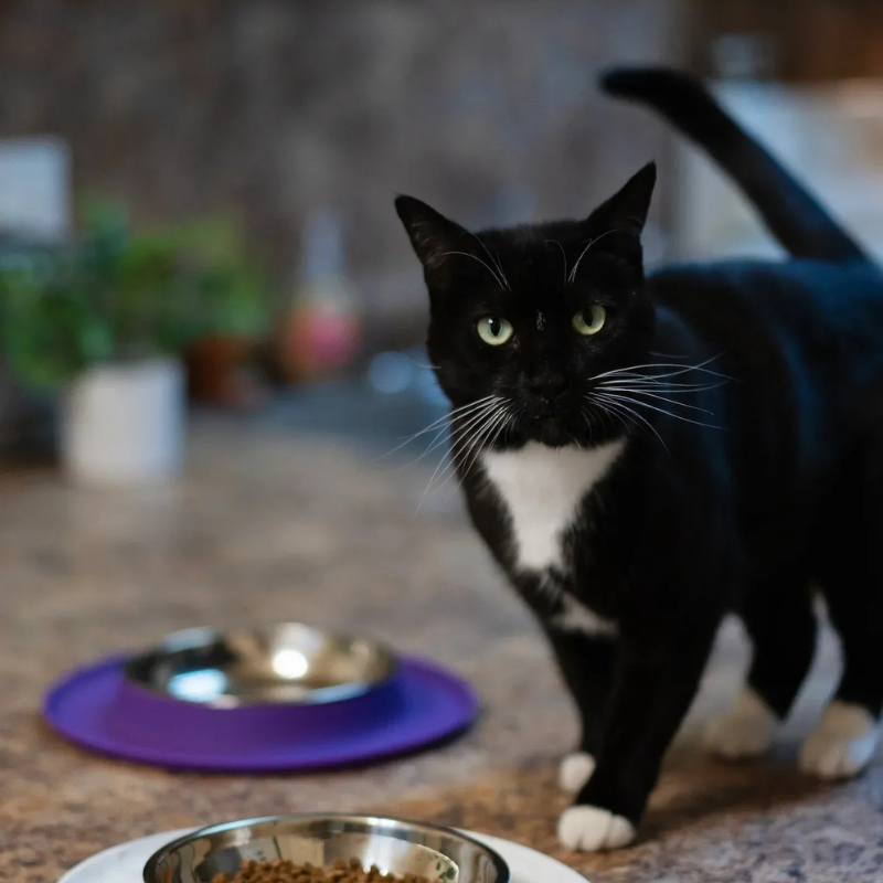Furville Cat Feeder bowls