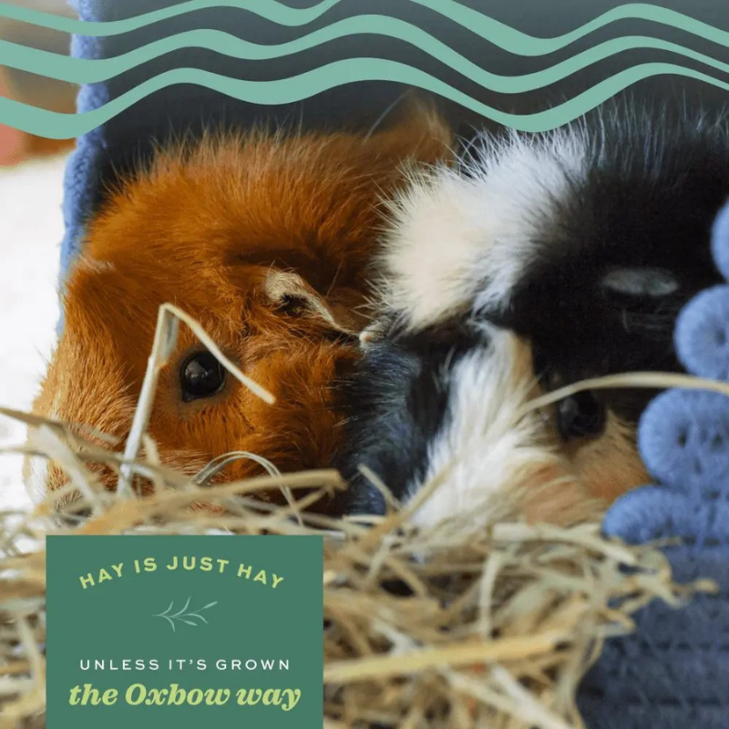 Furville Oxbow hay