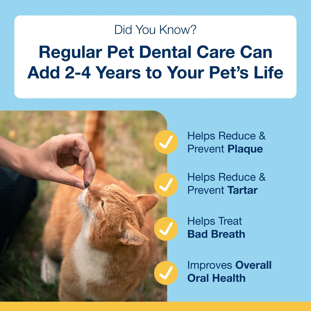 Furville Cat Dental