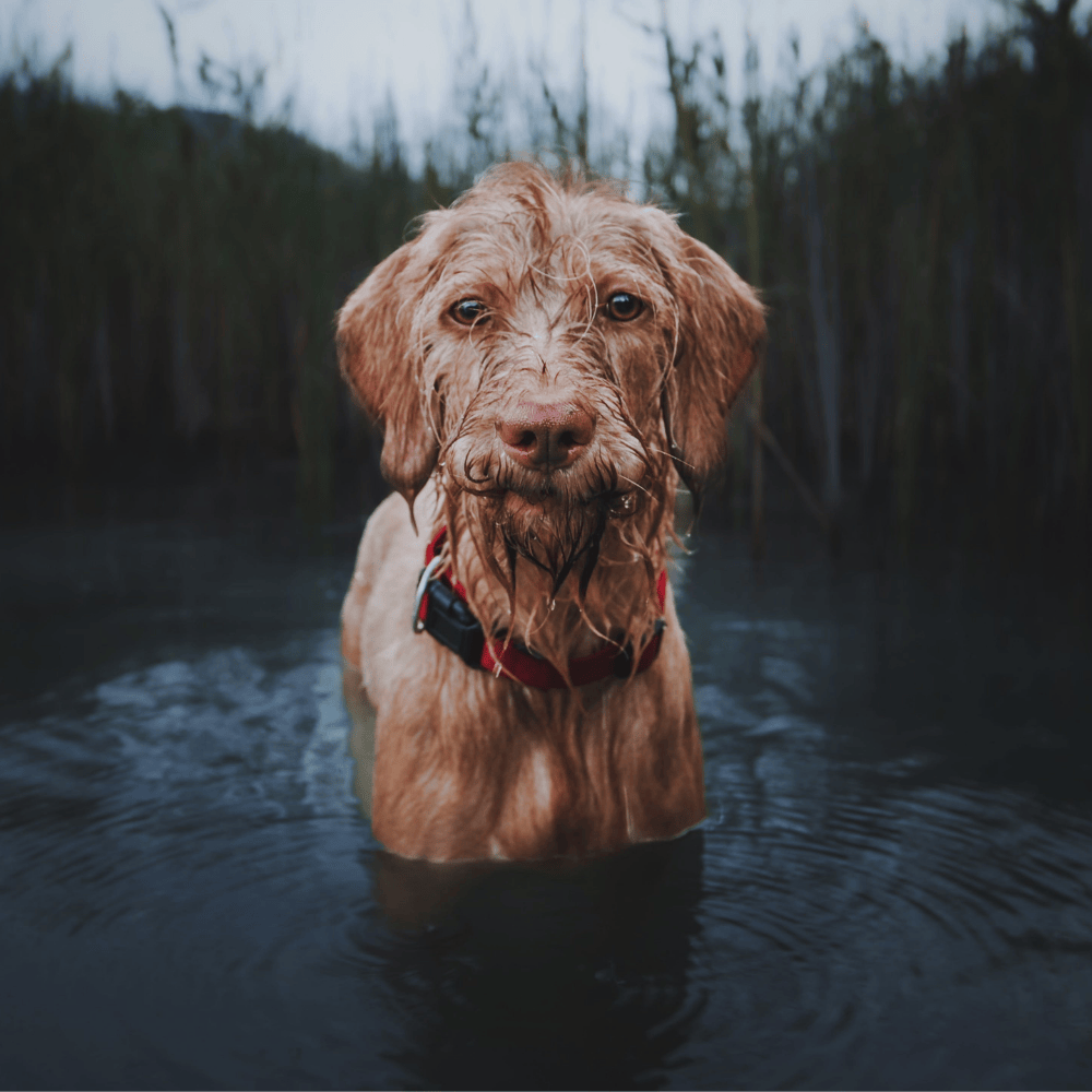 Wash Appointment