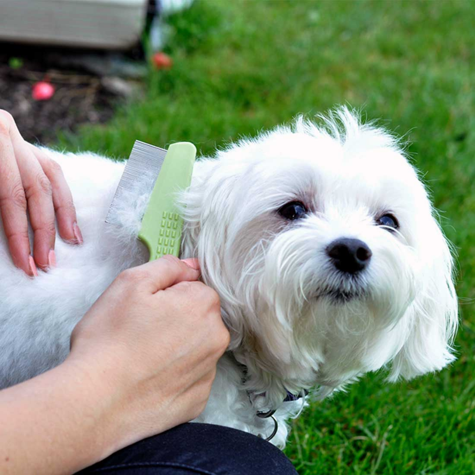 Furville - SAFARI Dog - Flea Comb