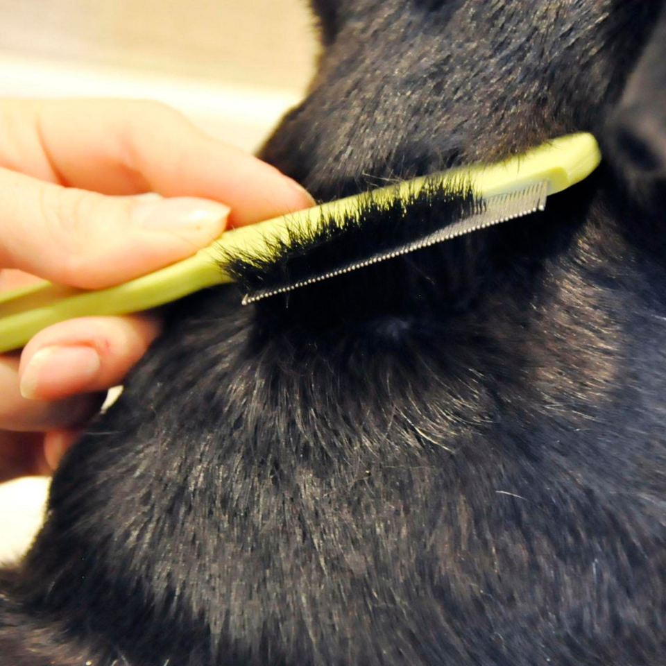 Furville - SAFARI Dog - Flea Comb