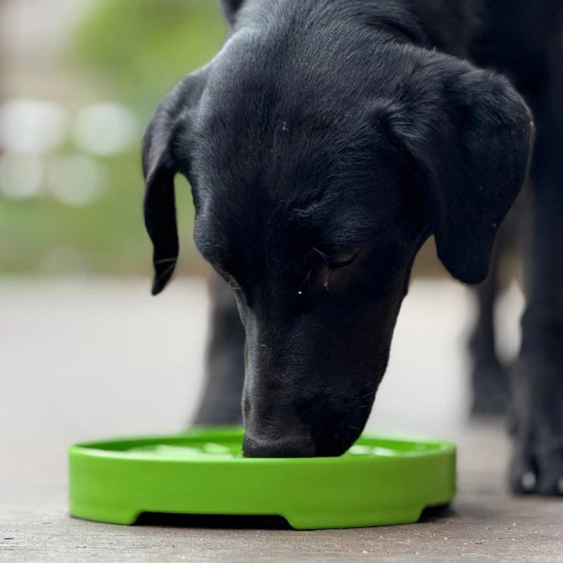 Furville Slow Feeders