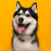 Treats for Dogs