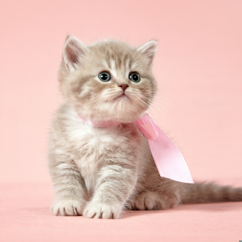 Furville Pet Supplies