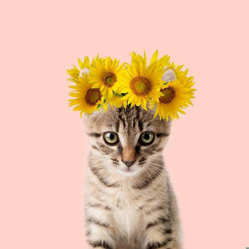 Dry Food for Cats
