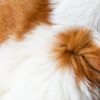 Skin and Coat Care