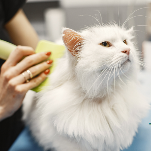 Furville Pet Supplies