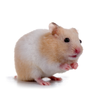 Small Pets