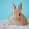 Small Pets