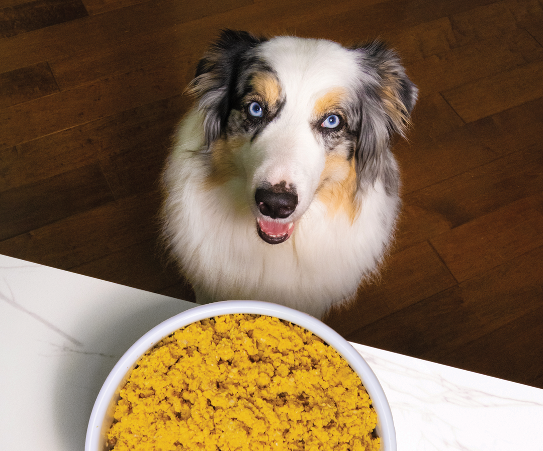 OPEN FARM DOG FROZEN GENTLY COOKED TUMMY RESCUE 16OZ