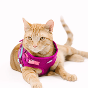 PINK PAPYRUS Cat - Adjustable Harness & Leash Set