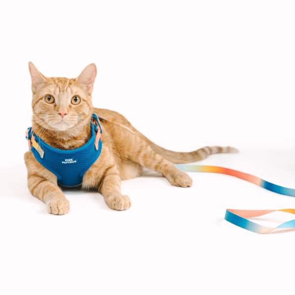 PINK PAPYRUS Cat - Adjustable Harness & Leash Set