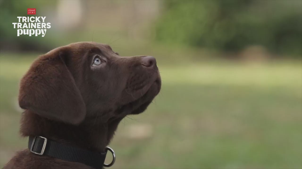 Load video: CLOUDSTAR Dog - Puppy Tricky Trainers Lamb 5 oz