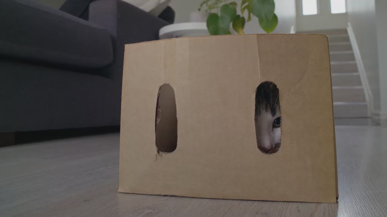 Load video: ACANA Cat - Market Medley Indoor Chicken, Trout &amp; Salmon Freeze-Dried Morsels Dry Food