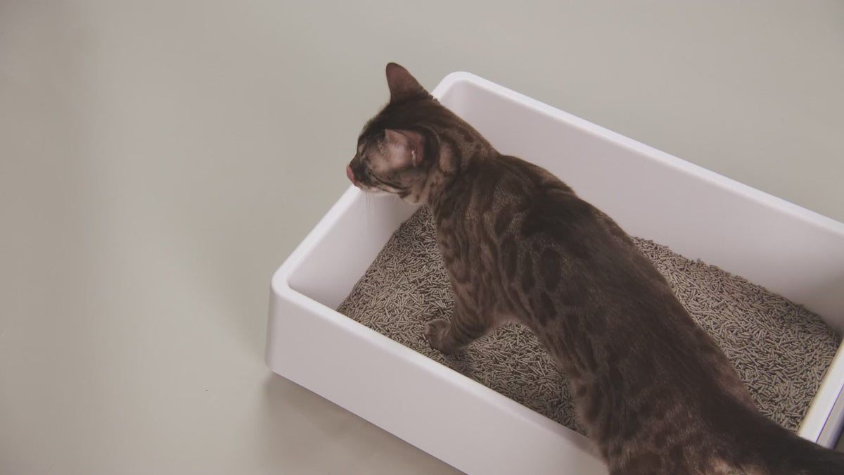 Load video: TUFT &amp; PAW - Really Great Cat Litter - Tofu Unscented Charcoal 9.25 lbs