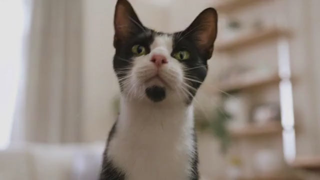 Load video: INABA Cat - Churu Chicken with Crab (4 tubes)
