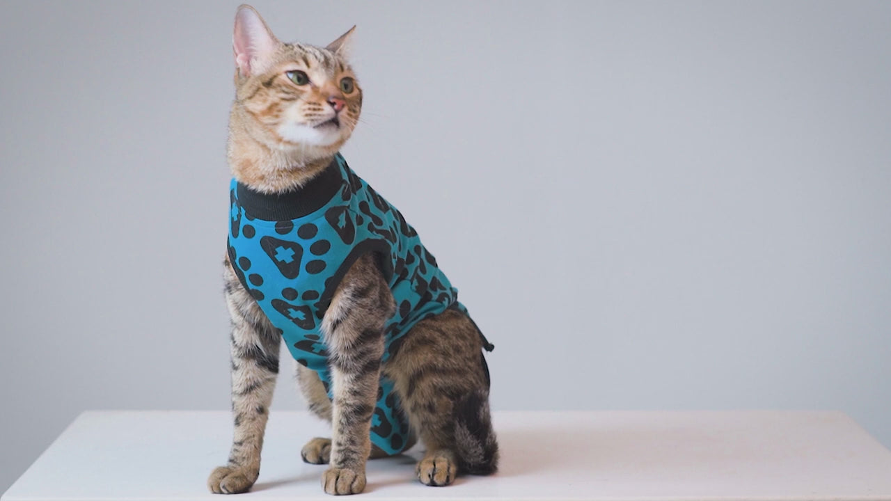 Load video: BELLY GUARD Cat - Post Surgery Recovery Suit