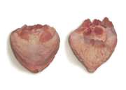 RAWR - Frozen Turkey Tail 1lb
