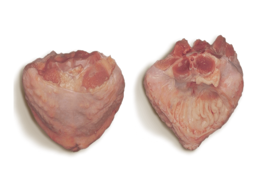 RAWR - Frozen Turkey Tail 1lb