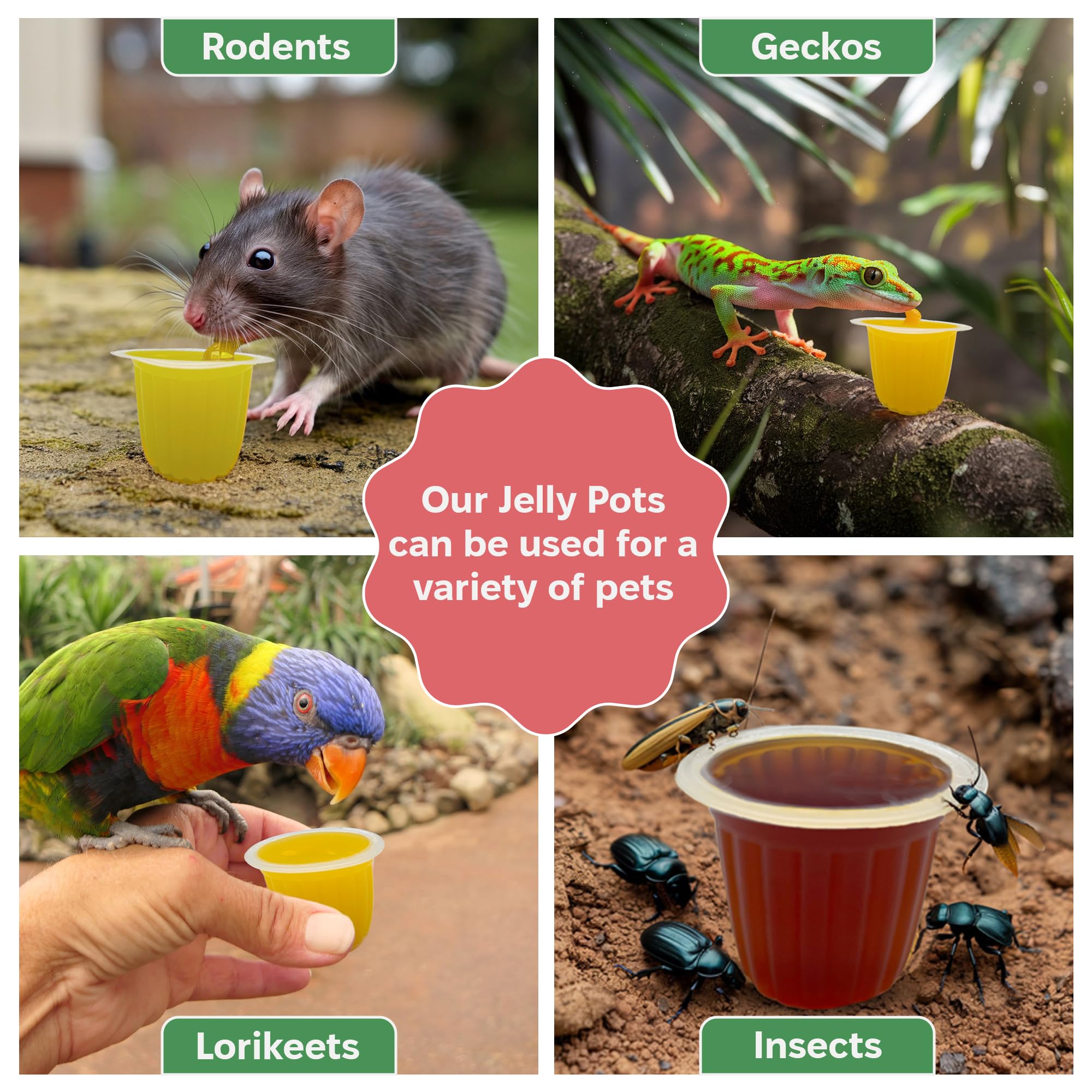 Snout and Shell Pet jelly