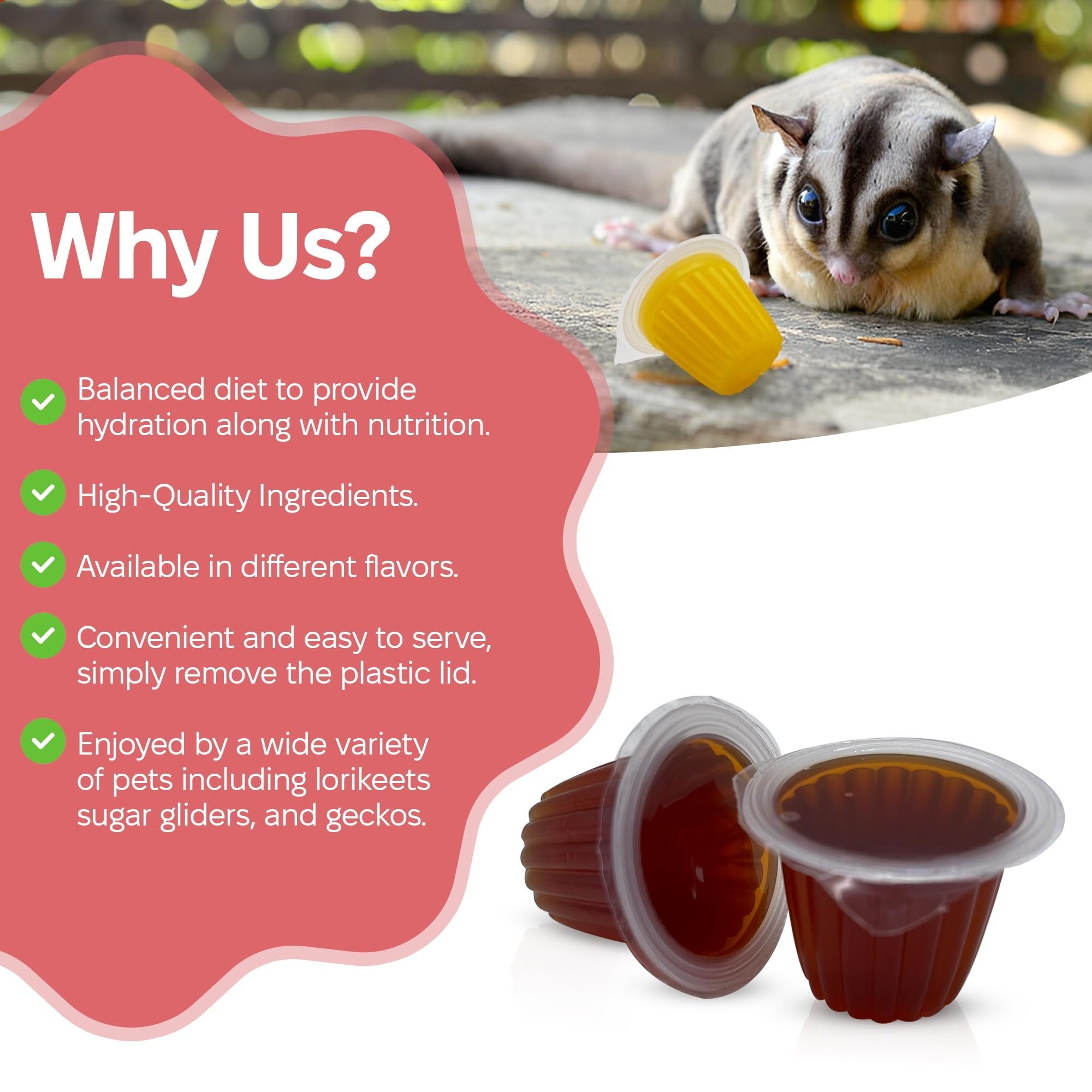 Snout and Shell Pet jelly