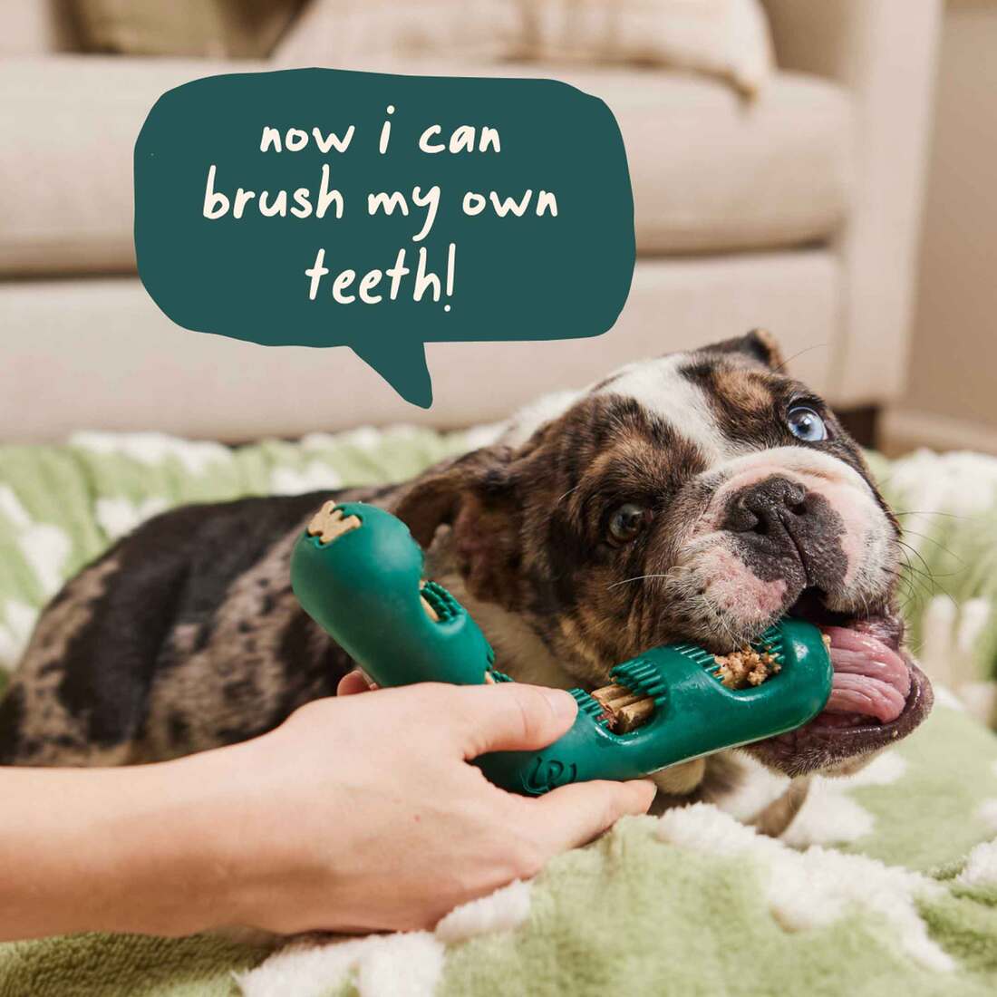 WOOF Dog - Bite N' Brush Chicken Sticks Refills Dental Treats 8 oz